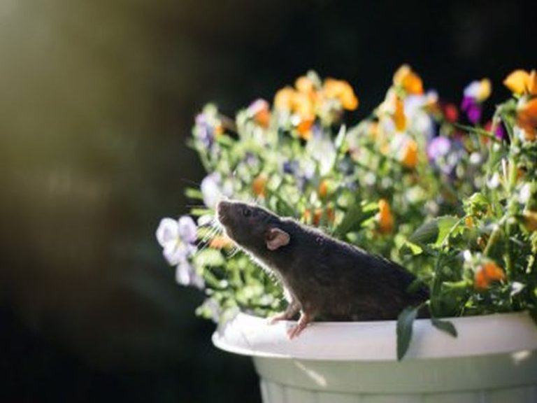 Rat Troubles? Pest Control Solutions That Work