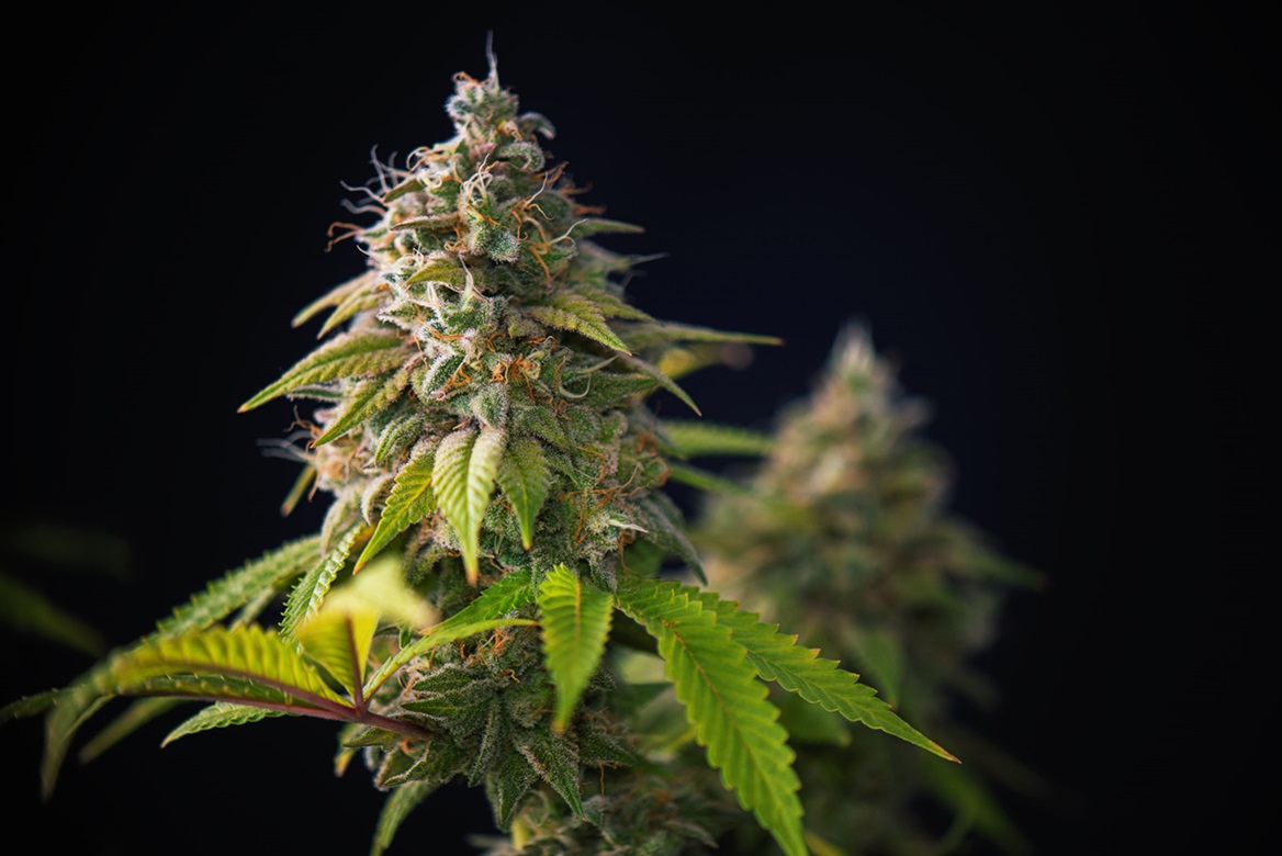 Delta 8 Flower 101 Everything You Need to Know About This Hemp Hero